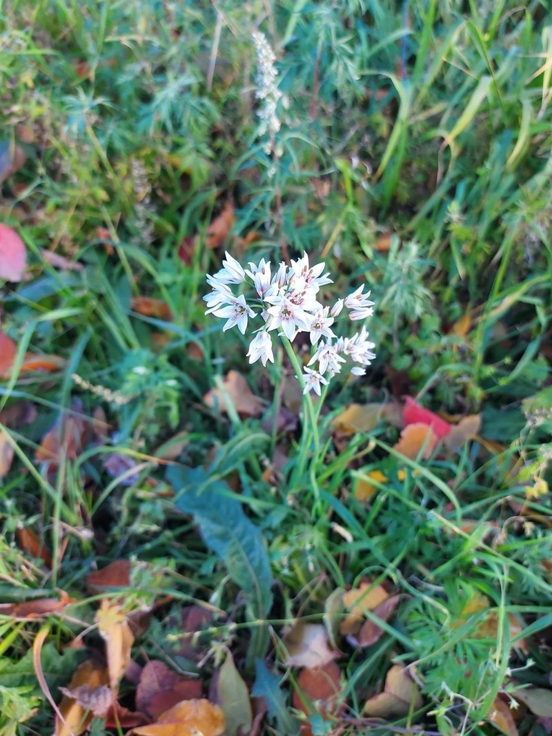 Chinese Chives photo 2