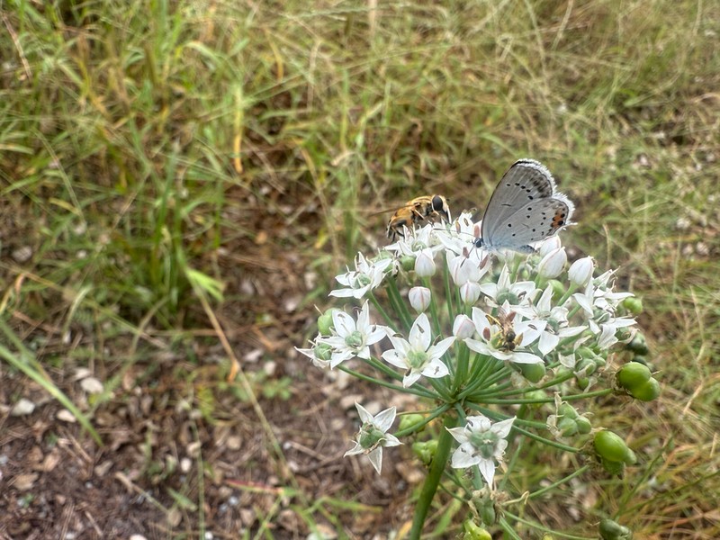 Chinese Chives photo 3