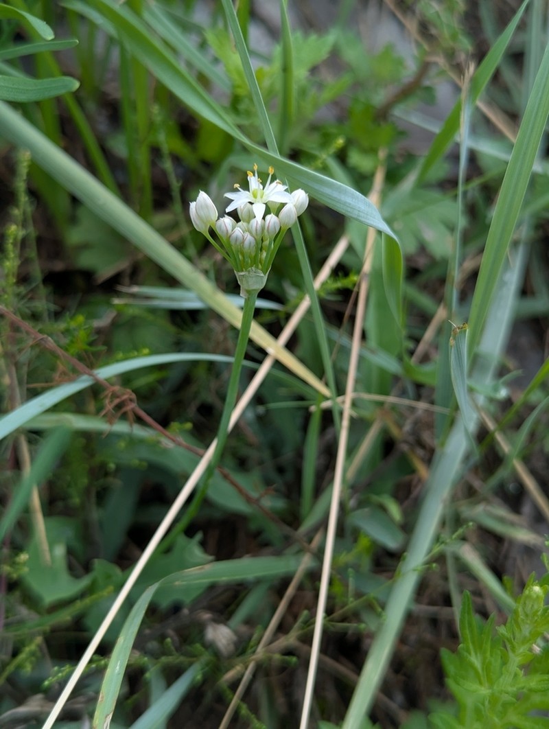 Chinese Chives photo 4