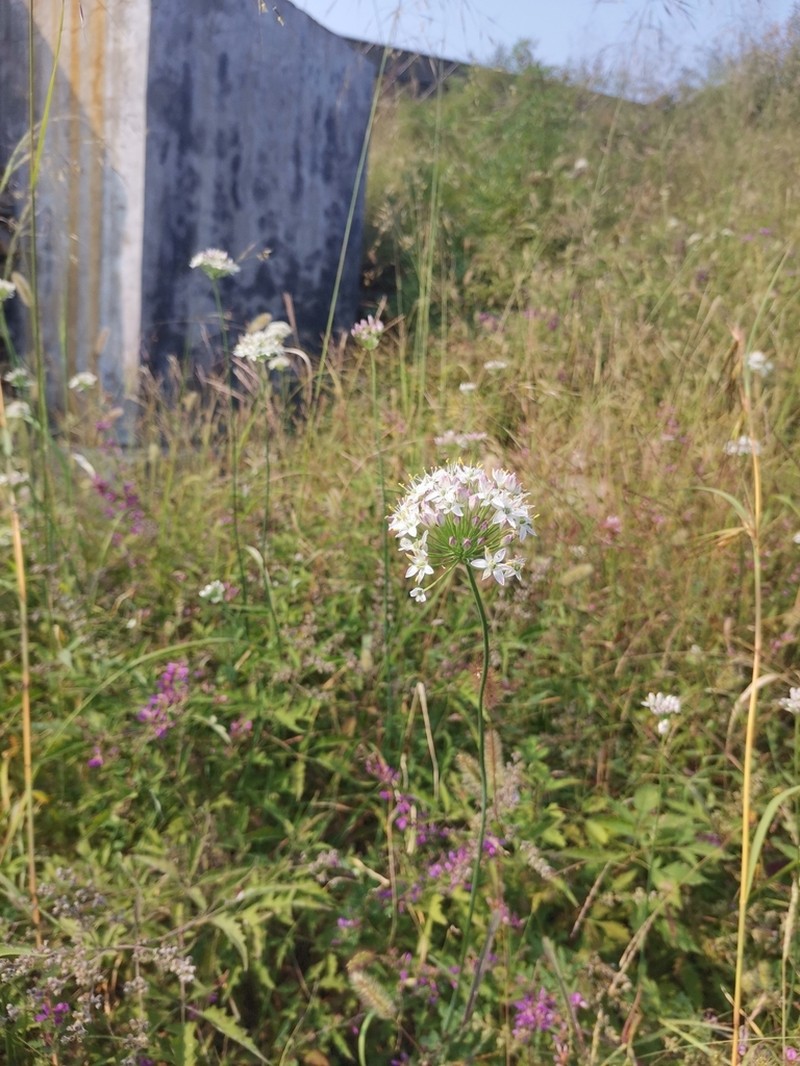 Chinese Chives photo 5