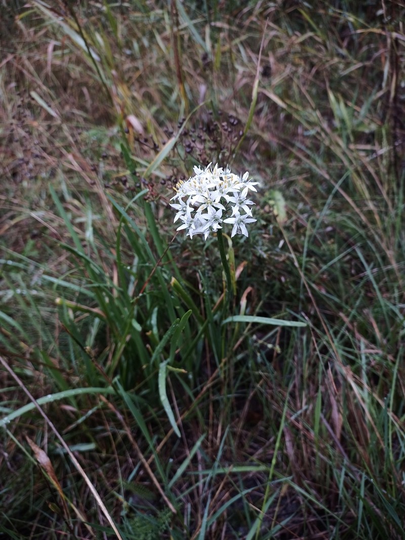 Chinese Chives photo 7