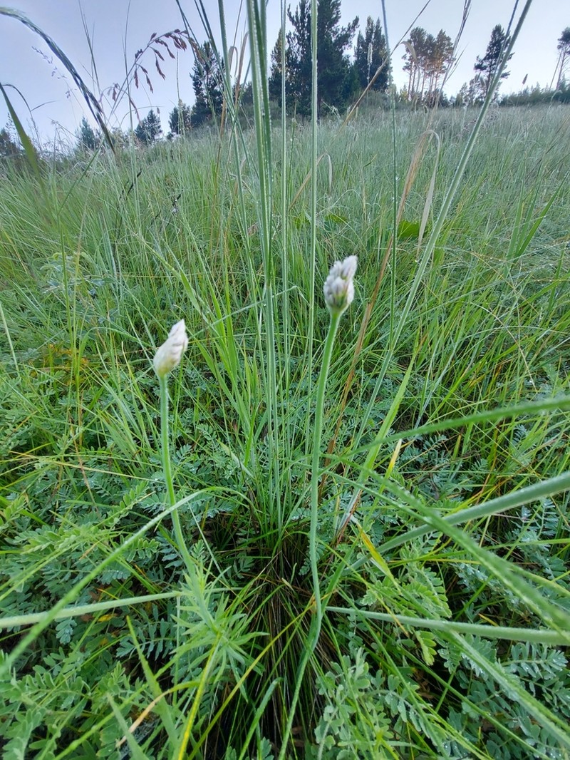 Chinese Chives photo 8