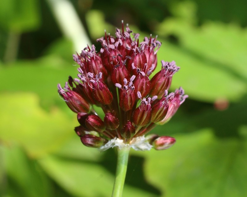 Allium regelianum