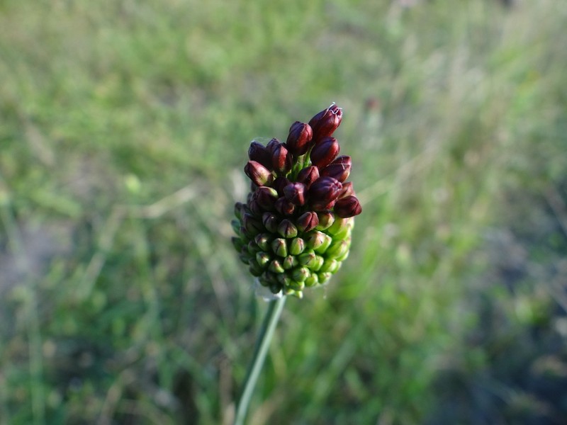 Allium regelianum photo 2