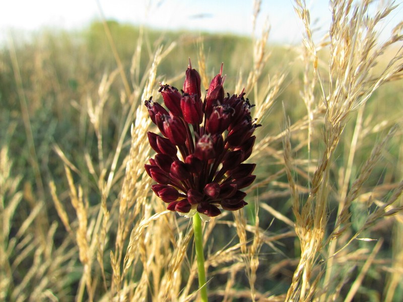 Allium regelianum photo 3