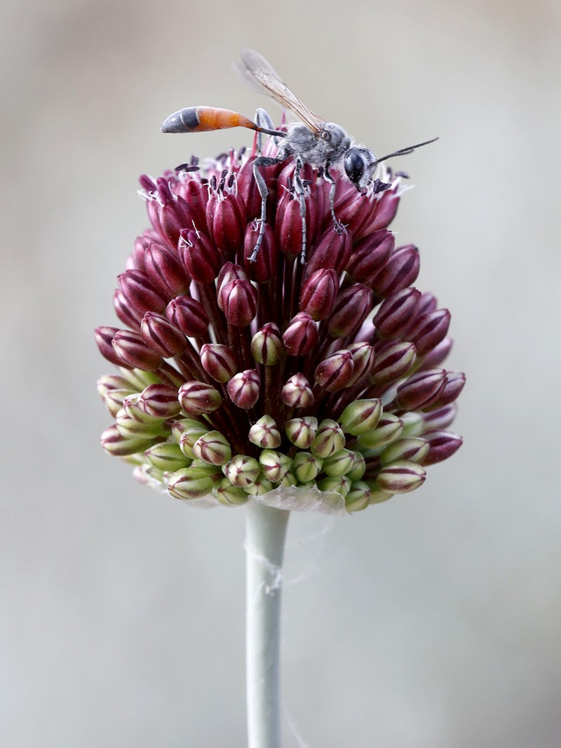 Allium regelianum photo 4