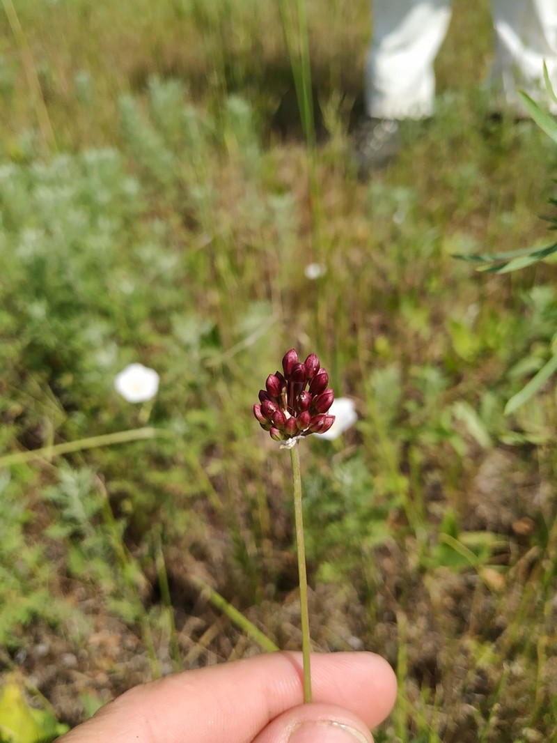 Allium regelianum photo 5