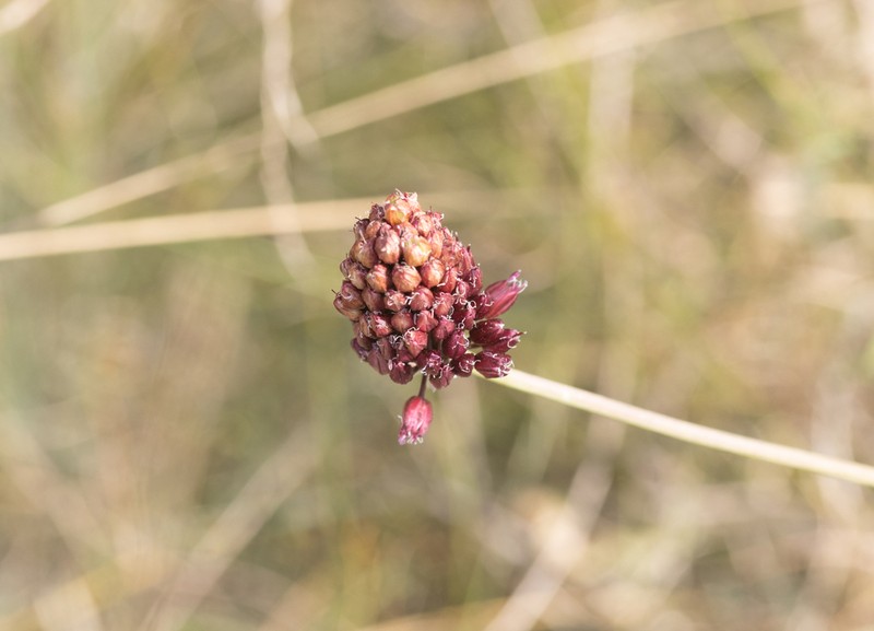 Allium regelianum photo 6
