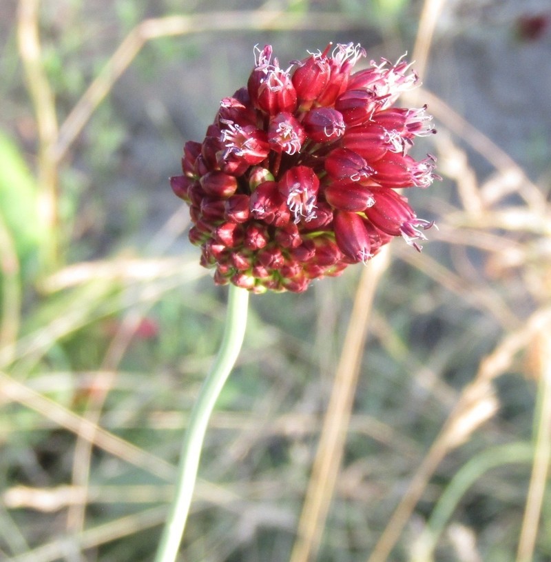 Allium regelianum photo 7