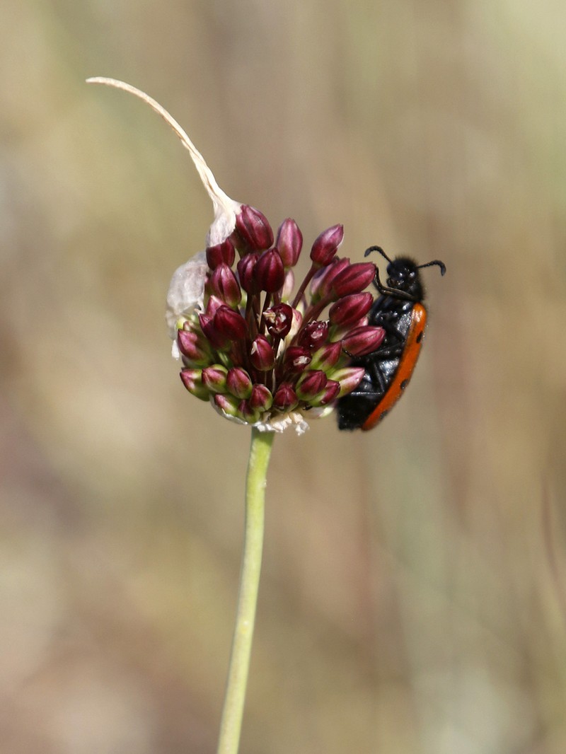 Allium regelianum photo 8