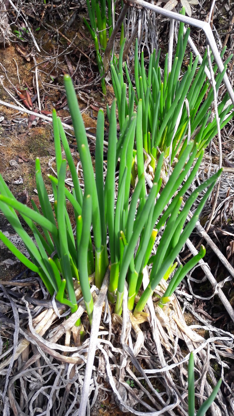 Allium rhabdotum