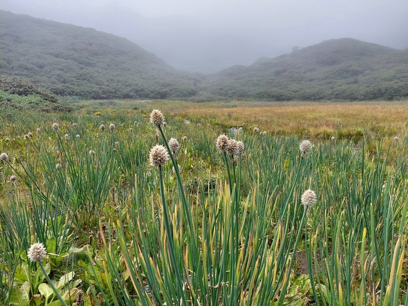 Allium rhabdotum photo 3