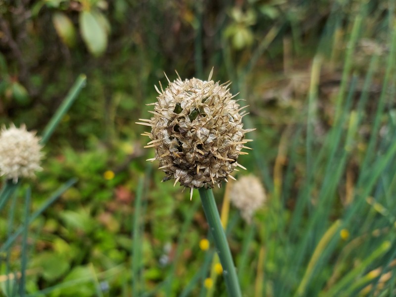 Allium rhabdotum photo 4