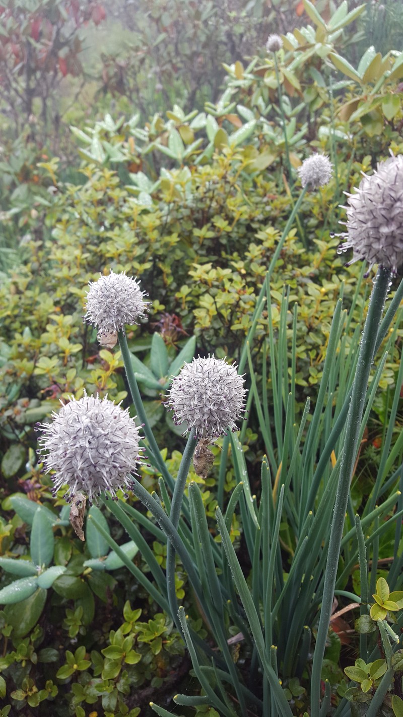 Allium rhabdotum photo 6