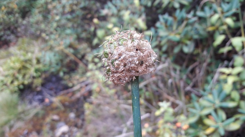 Allium rhabdotum photo 7