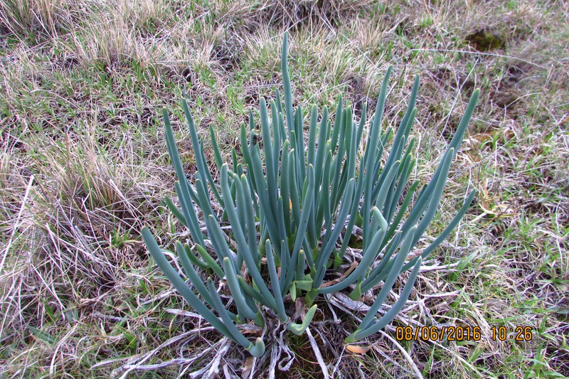Allium rhabdotum photo 8