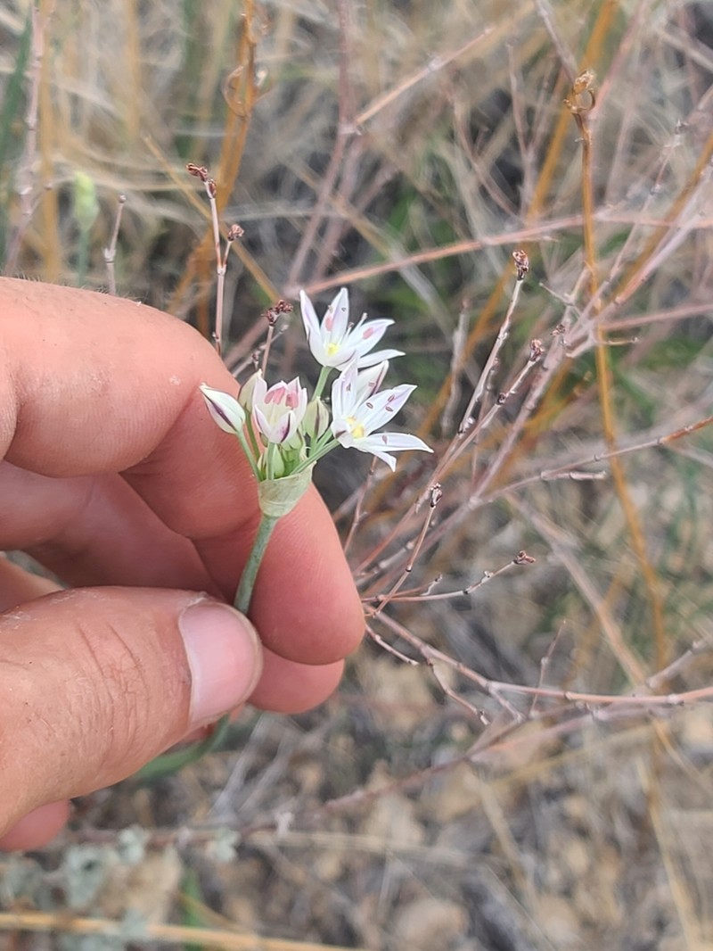 Allium rhizomatum photo 2
