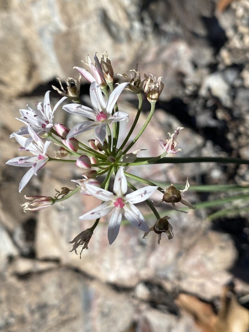 Allium rhizomatum photo 3