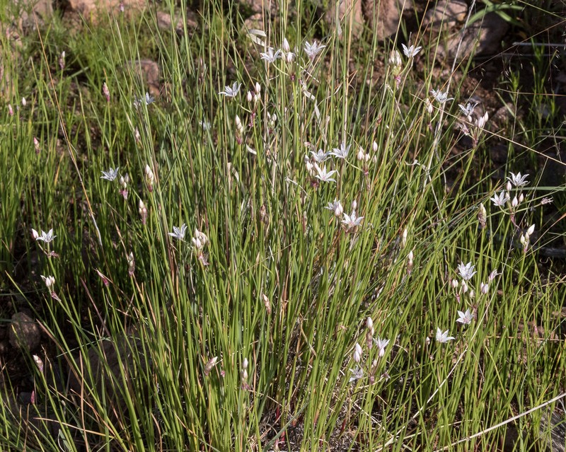 Allium rhizomatum photo 4