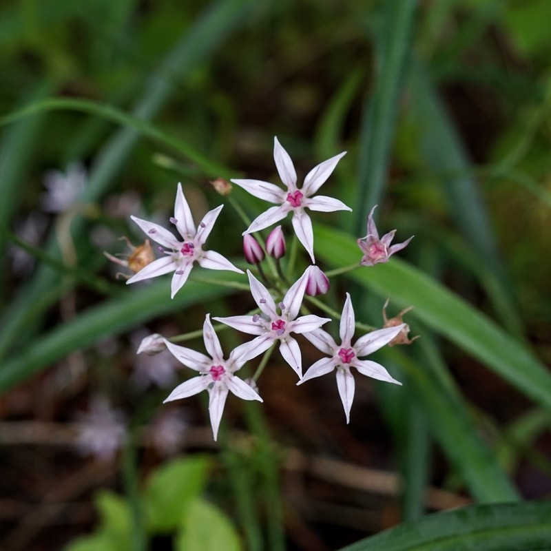 Allium rhizomatum photo 5