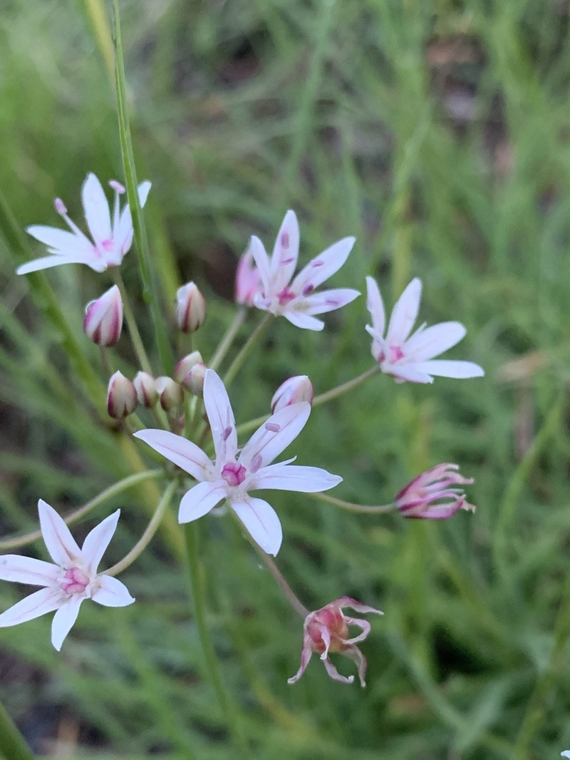 Allium rhizomatum photo 6