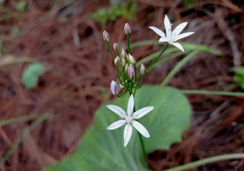 Allium rhizomatum photo 7