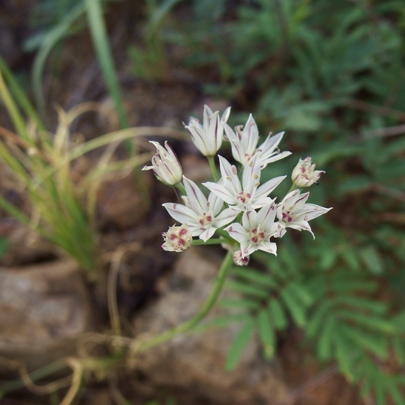 Allium rhizomatum photo 8