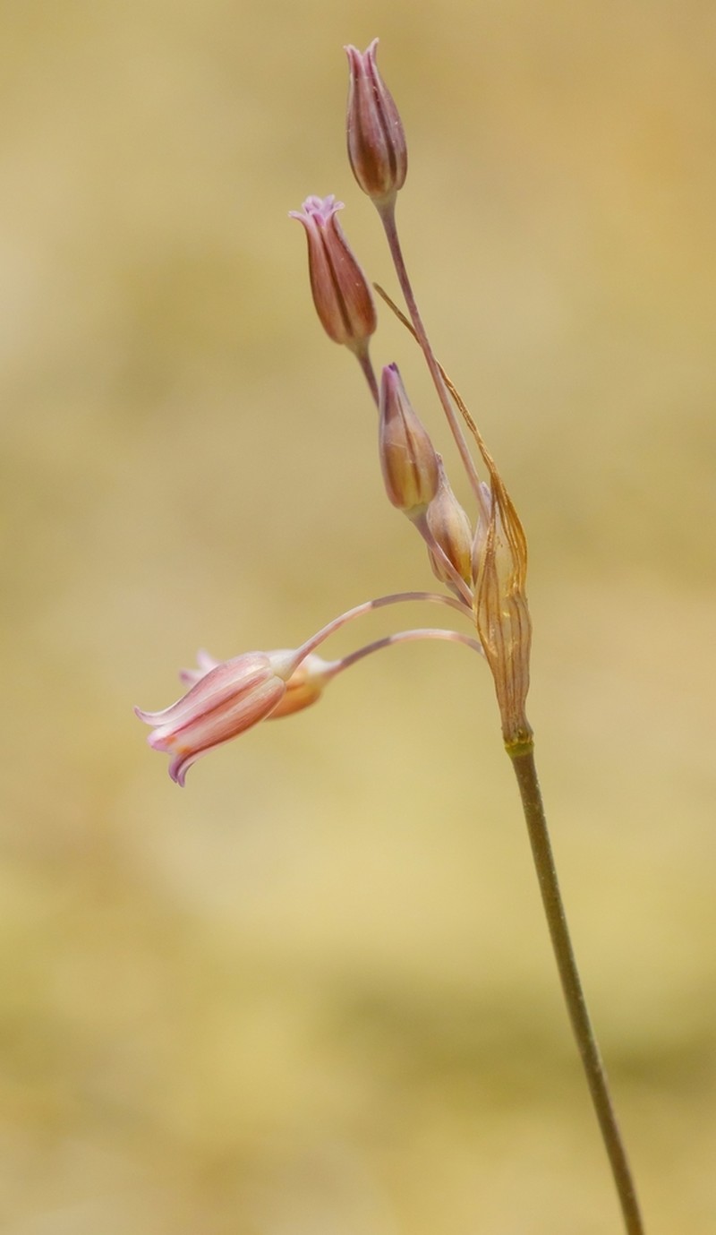 Allium rhodiacum