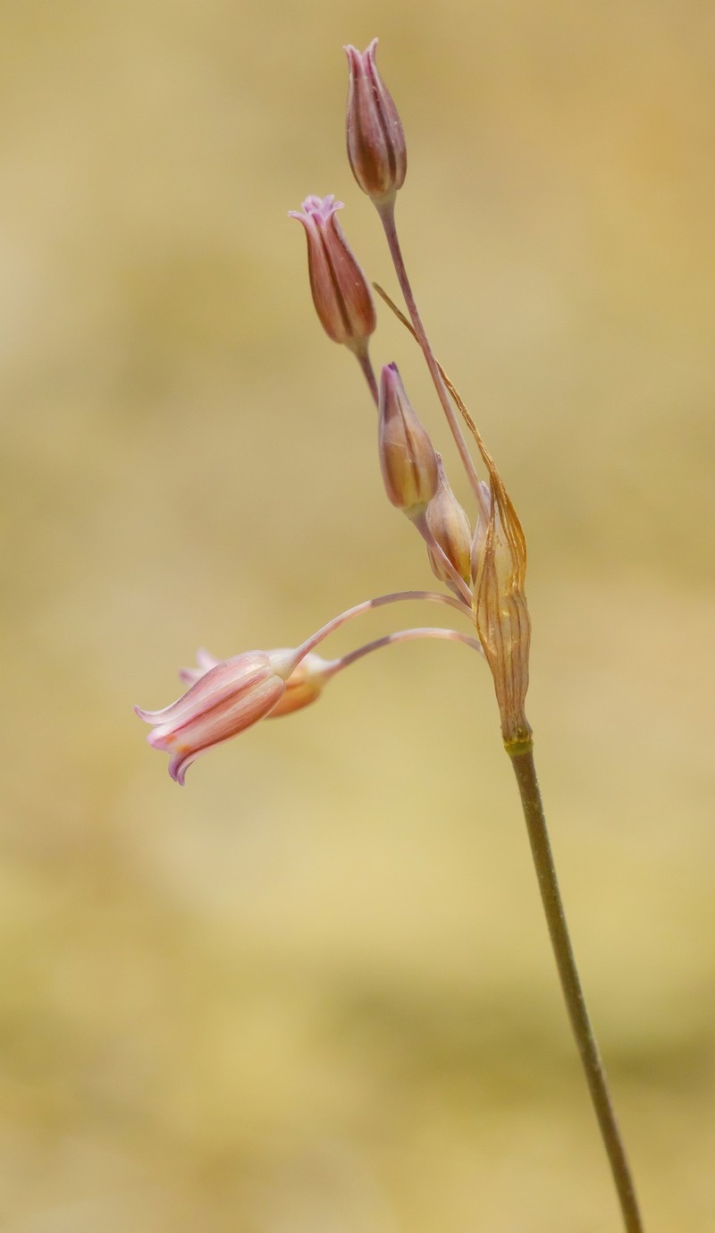 Allium rhodiacum photo 2