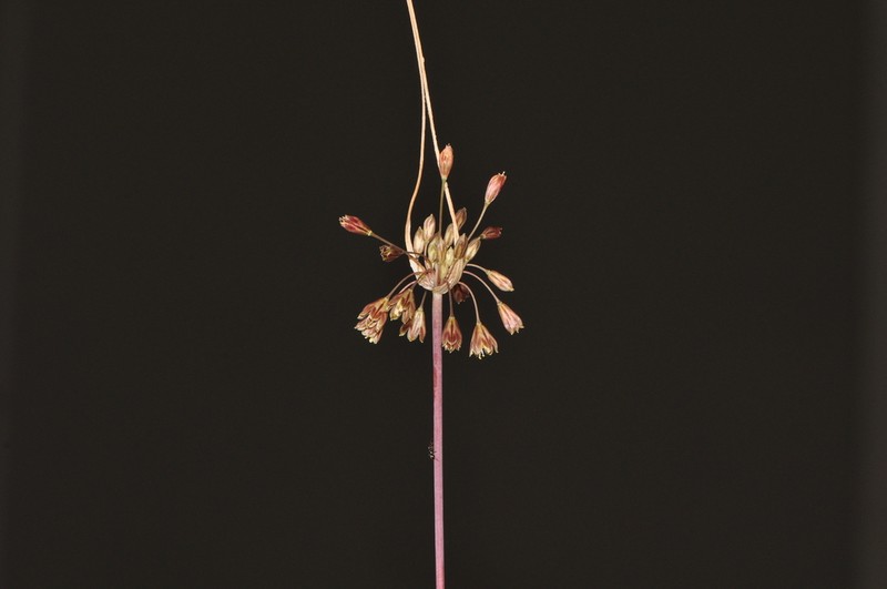 Allium rhodopeum
