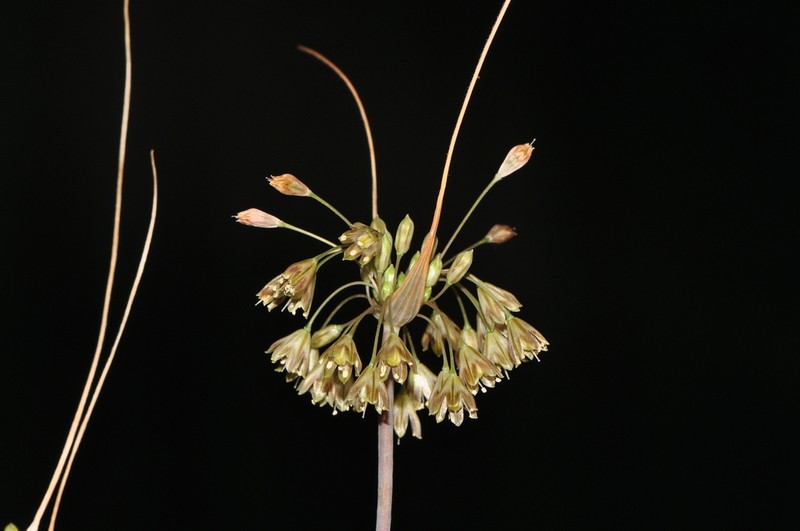 Allium rhodopeum photo 2