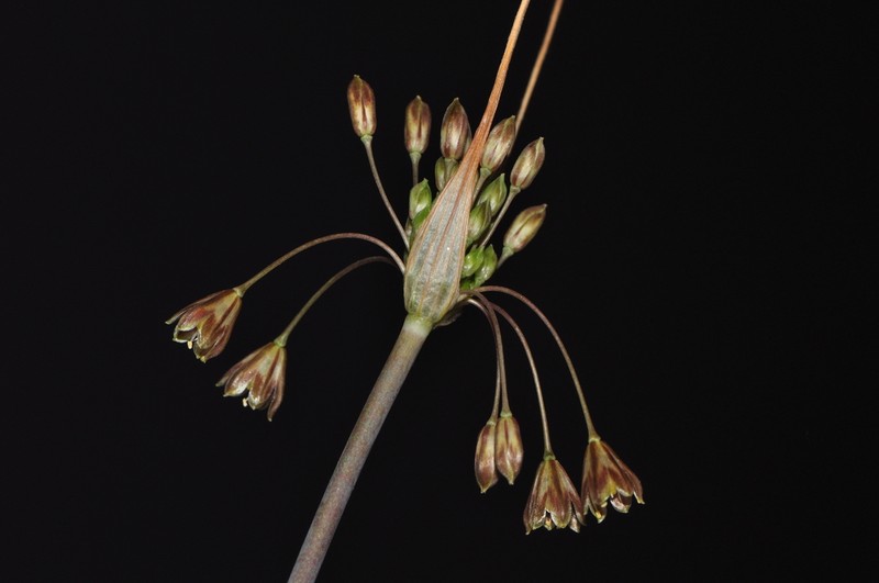 Allium rhodopeum photo 3