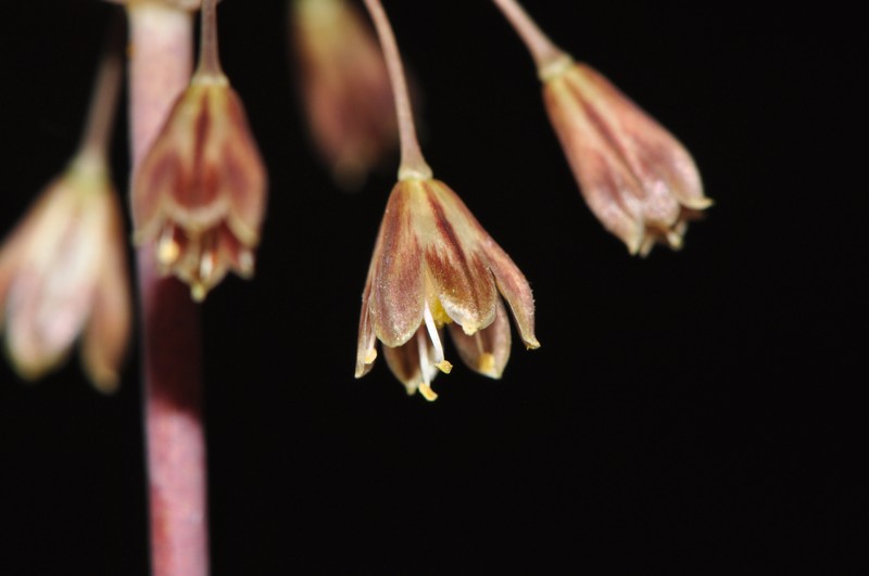 Allium rhodopeum photo 4