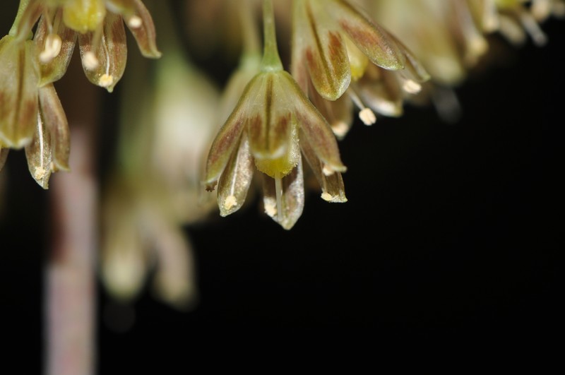 Allium rhodopeum photo 5