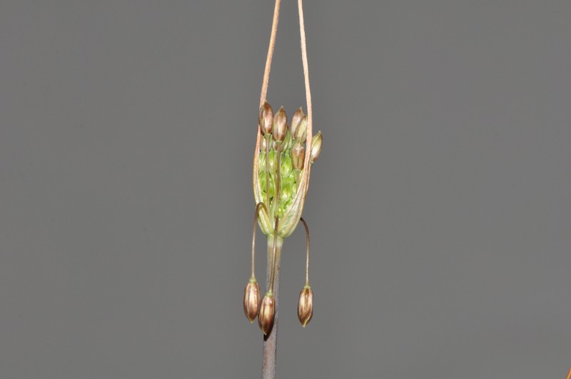 Allium rhodopeum photo 6