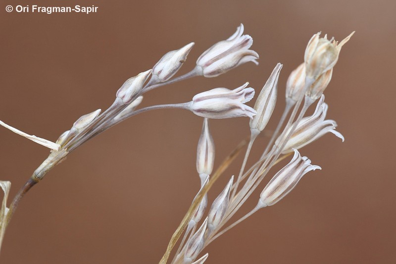 Allium ritsi