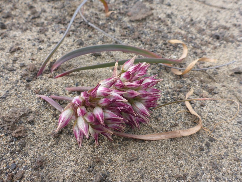 Robinson'S Onion photo 2
