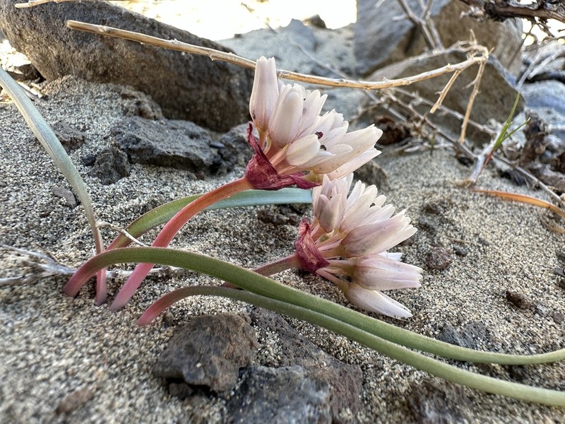 Robinson'S Onion photo 3