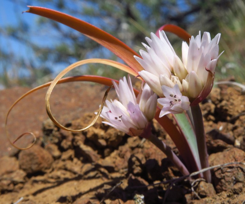 Robinson'S Onion photo 5