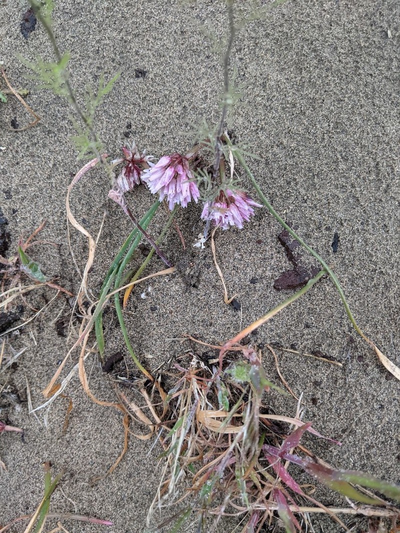 Robinson'S Onion photo 6