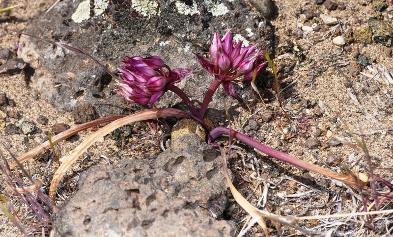 Robinson'S Onion photo 7
