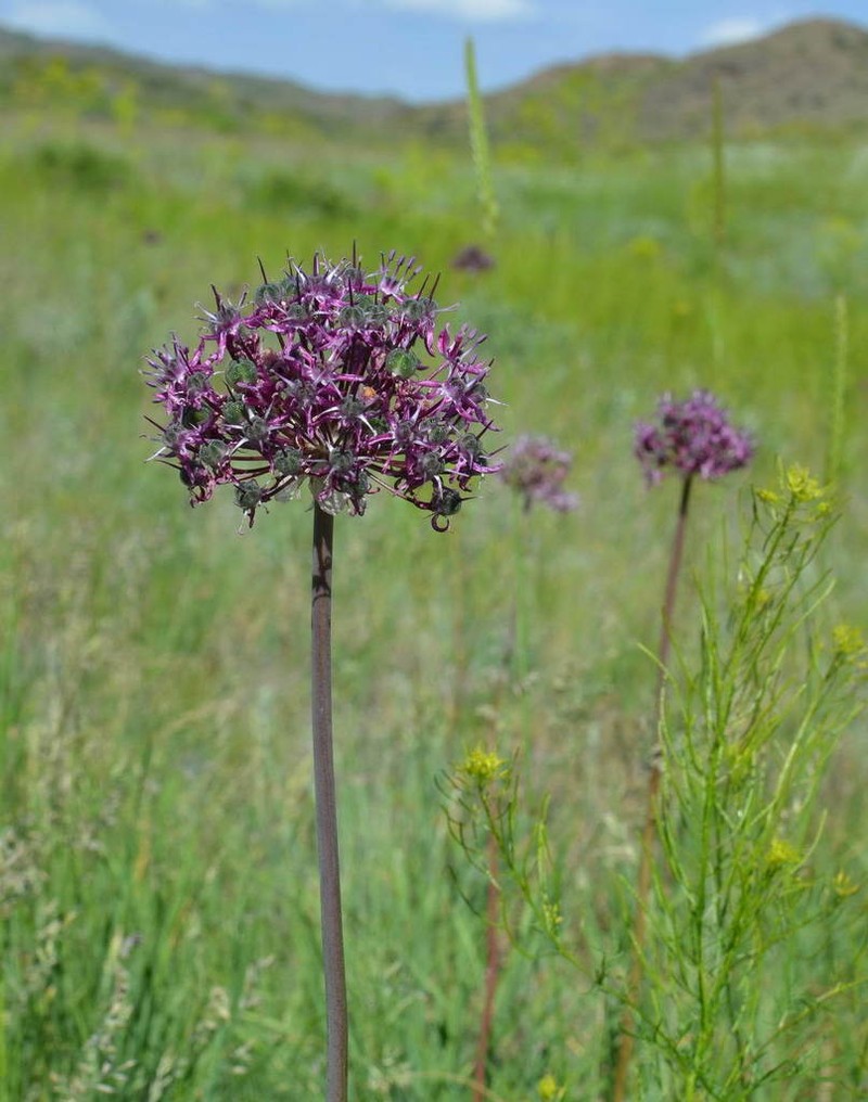 Allium robustum photo 3