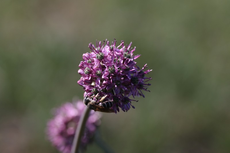 Allium robustum photo 4