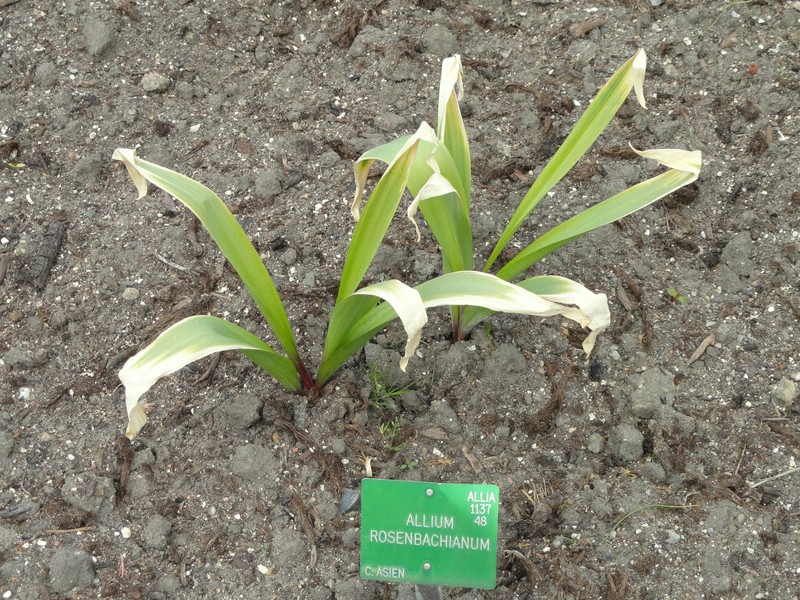 Allium rosenbachianum
