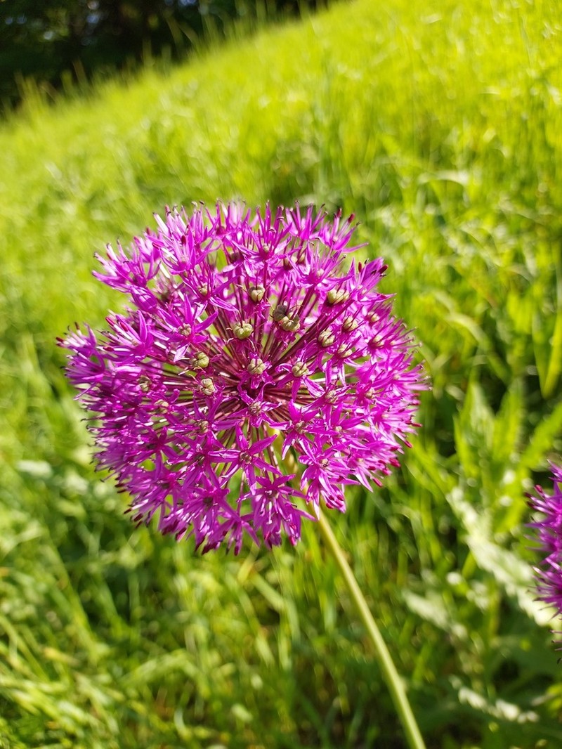 Allium rosenbachianum photo 2