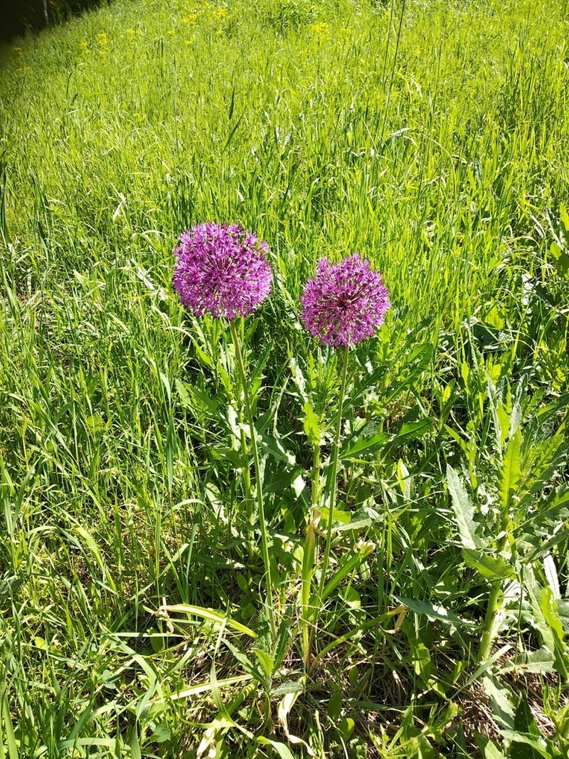 Allium rosenbachianum photo 3