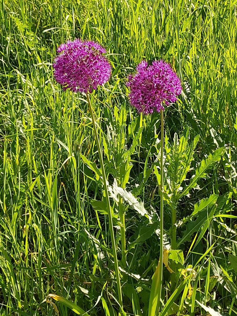 Allium rosenbachianum photo 4