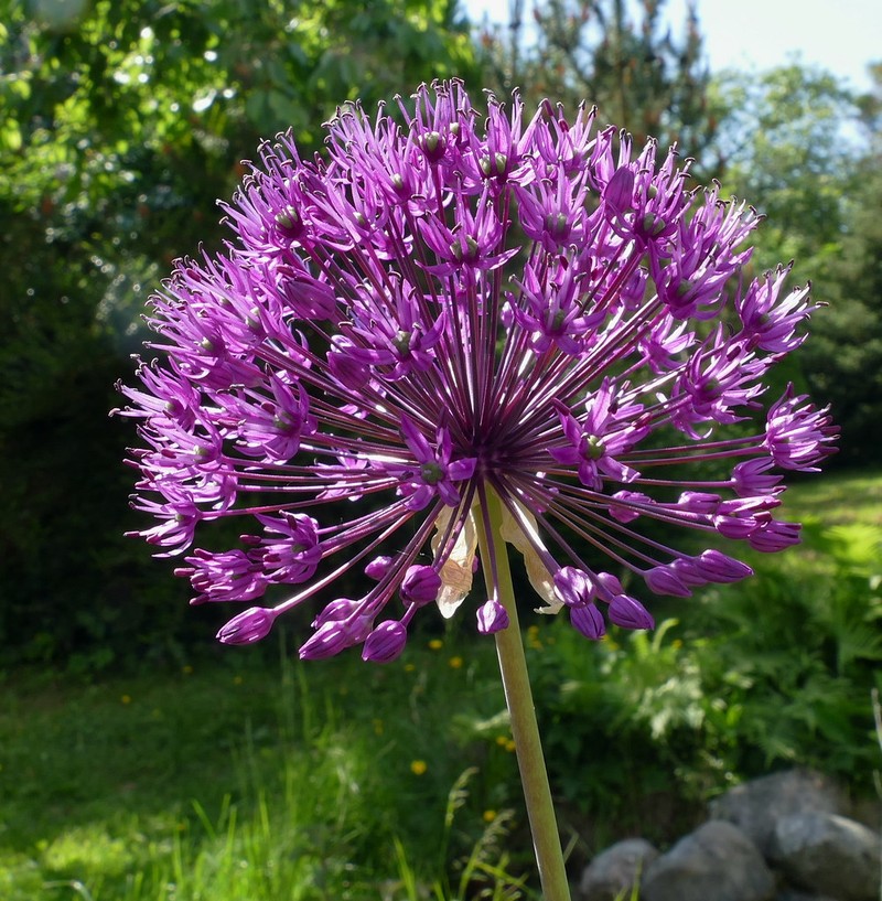 Allium rosenbachianum photo 6