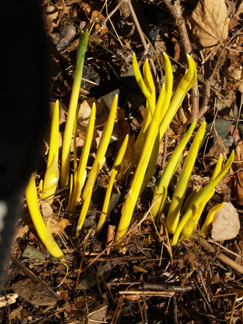 Allium rosenbachianum photo 7