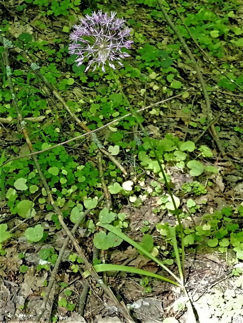 Allium rosenorum photo 2